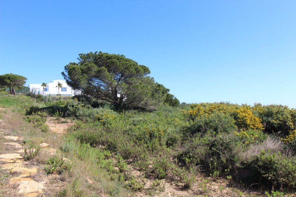 Tontti Sotogrande, Cadiz, Espanja 1314 m2 No. 53401