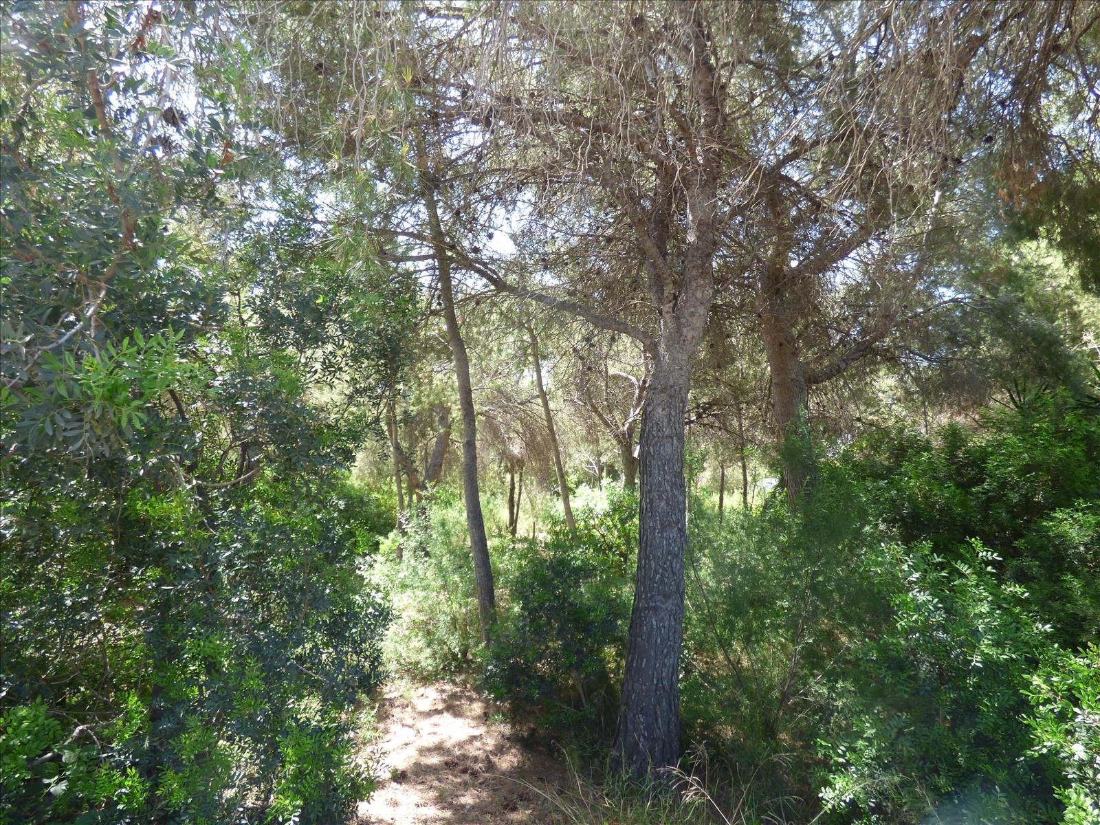 Działka w Benissa, Alicante, Hiszpania nr 54276