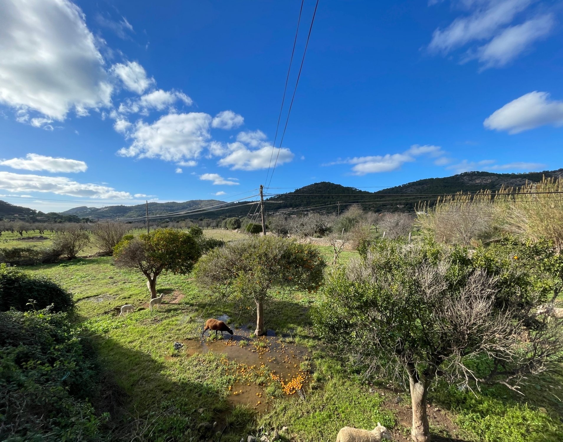 Finca in Andratx, Mallorca, Spain 4 bedrooms, 259 sq.m. No. 60573