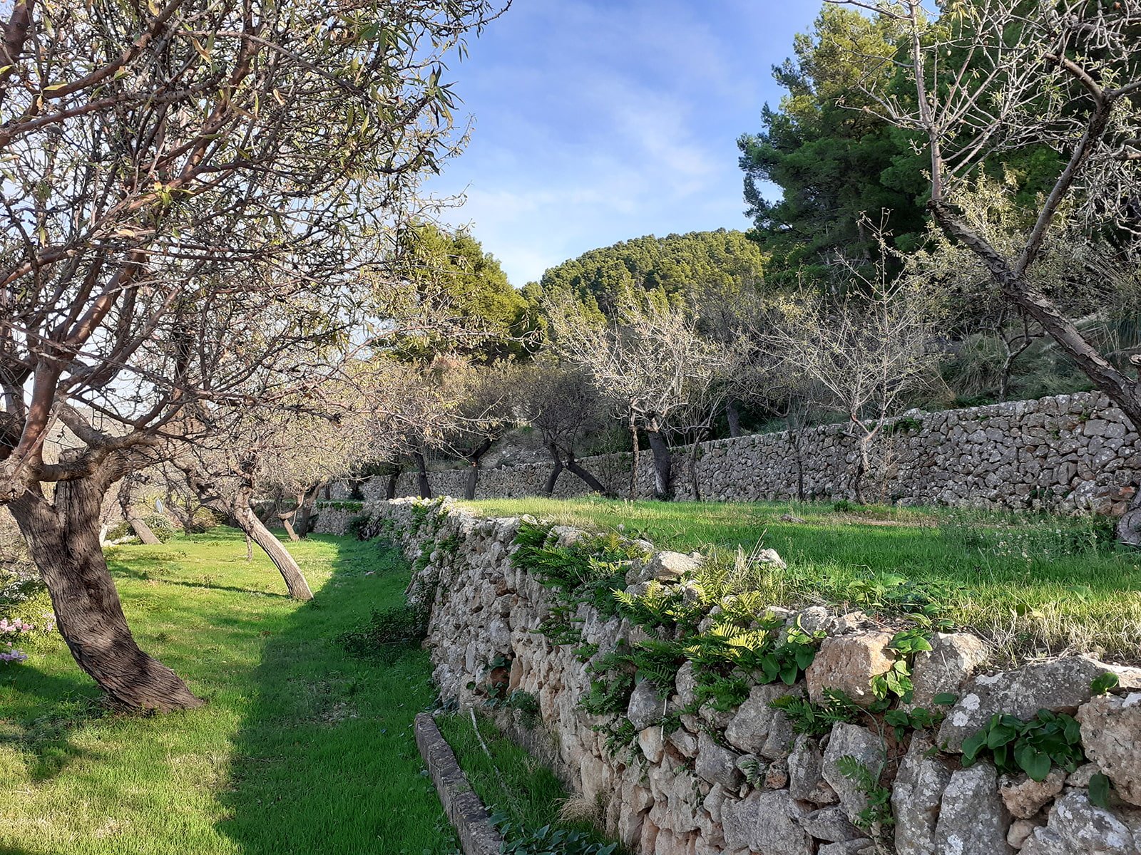 Finca in Banyalbufar, Mallorca, Spanien 4 Schlafzimmer, 290 m2 Nr. 32599
