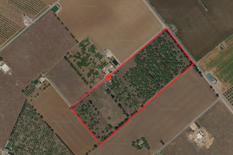 Land plot for sale in Sa Pobla, Mallorca, Spain 1 bedroom, 30051 sq.m. No. 62588 - photo 6